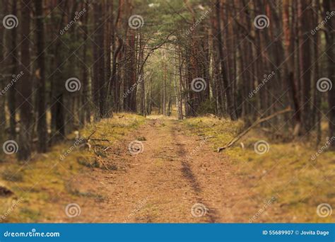 Scenic pine forest path stock image. Image of road, preila - 55689907