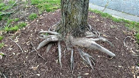 Maple Tree Root System