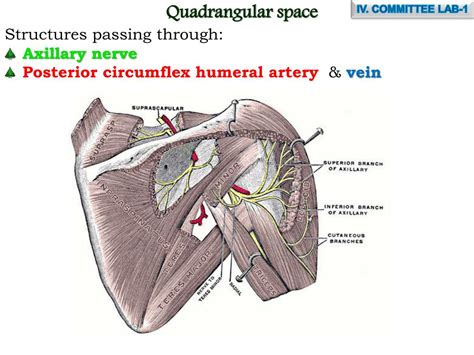 Ppt Quadrangular Space Structures Passing Through Axillary Nerve