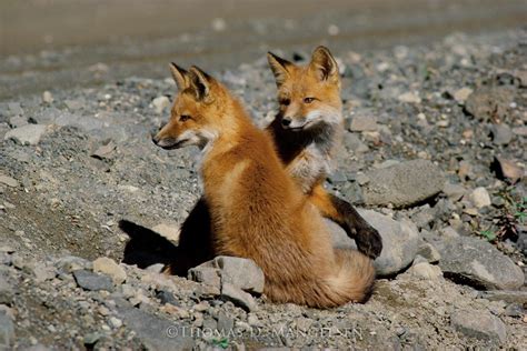 Two Foxes By Thomas D Mangelsen