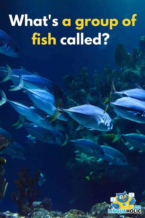 "A Group of Fish" is Called? — The Definitive Answer