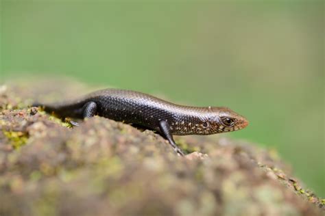 lined sun skink eutropis multifasciata