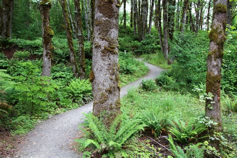 Dig Into Spring At Tree School Clackamas Newell Creek Canyon Spring