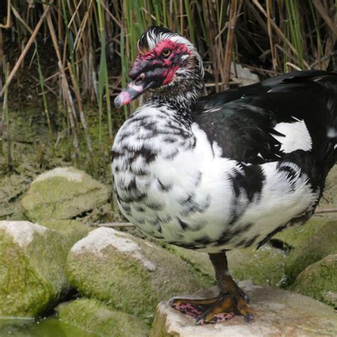 Fascinating Muscovy Duck Facts | Muscovy Ducks in Florida