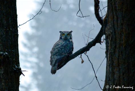 Ferry County Washington State Usa Great Horned Owl Of Ferry County