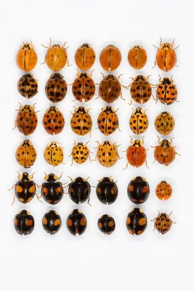 Why Are Ladybugs Important? to Humans or the Ecosystem