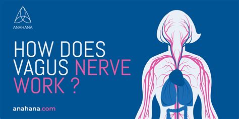 What Is The Vagus Nerve Responsible For Connected To In The Body