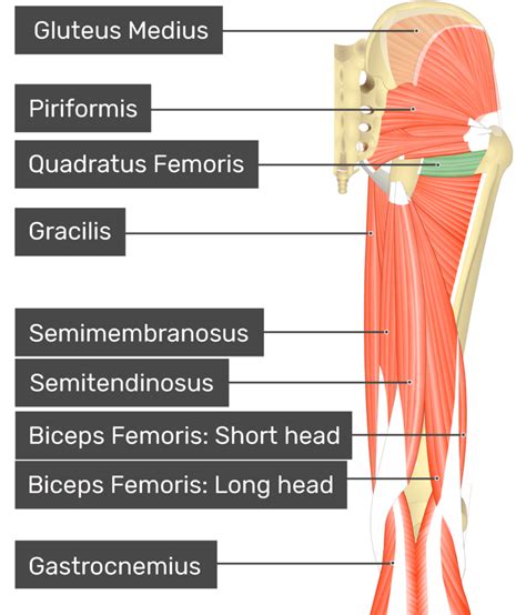 Quadratus Femoris Attachments Actions And Innervation Getbodysmart