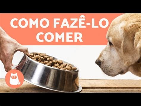 Cachorro Filhote Vomitando Causas Tipos De V Mitos E O Que Fazer