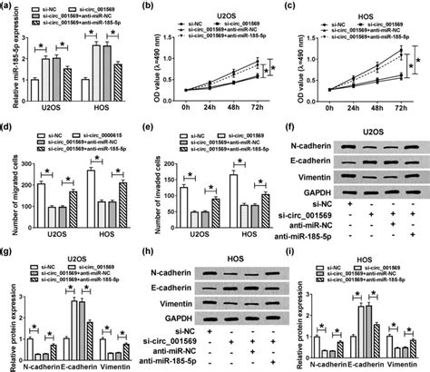 Effects Of Mir 185 5p Inhibitor And Circ001569 Knockdown On The