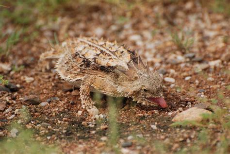 Mga Katotohanan Tungkol Sa Horny Toad Na Talagang Butiki