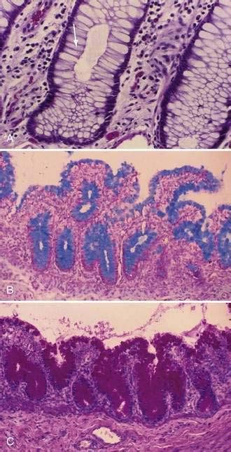 Anatomy Histology Embryology And Developmental Anomalies Of The