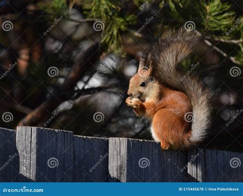 Cute Squirrel Eats Nut And Smiles On The Fence Stock Photo Image Of