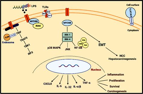 Schematic Representation Of The Role Of Tlr Toll Like Receptor Download Scientific Diagram