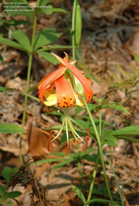 Plantfiles Pictures Species Lilium Carolina Lily Lilium Michauxii