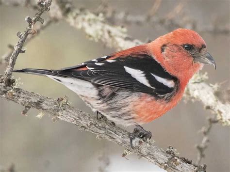 7 Red Birds In Virginia With Pictures Birds Of The Wild