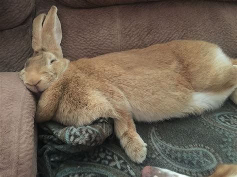 My Flemish Giant Matilda Giant Rabbit Flemish Giant Rabbit Flemish