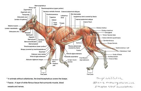 Wolf Anatomy Diagram