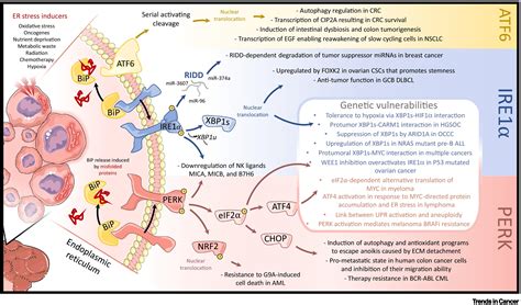 Decoding Endoplasmic Reticulum Stress Signals In Cancer Cells And