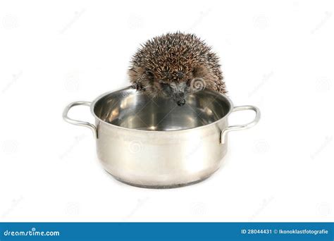 Hungry Hedgehog Looking Into Cooking Pot Stock Image Image Of