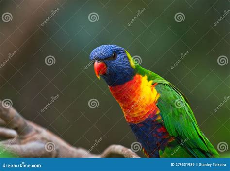 Australian Rainbow Lorikeet Stock Image - Image of wildlife, lorikeet: 279531989