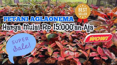 Super Ekonomis Aglaonema Disini Harga Mulai Rp 15 000an Aja Lokal