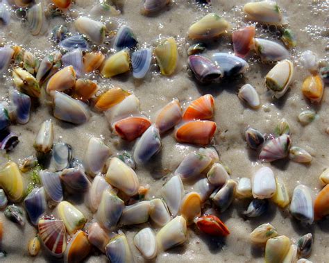 Coquinas Colorful Tiny Clams Apalachicola Florida Mexico Beach