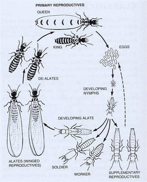 Termite Biology And Social Behaviour