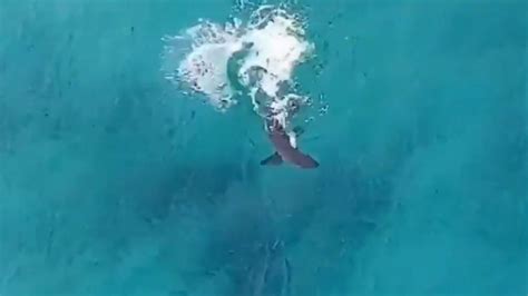 Bondi Beach Drone Shows Great White Shark Hunting Just Metres From