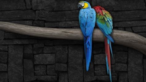 Birds Animals Parrots Branches Macaw Wallpapers Hd Desktop And