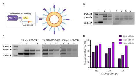 Ijms Free Full Text The Impact Of Nanobody Density On The Targeting