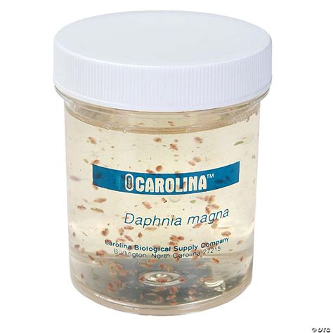 Carolina Biological Supply Company Daphnia Magna Culture Living