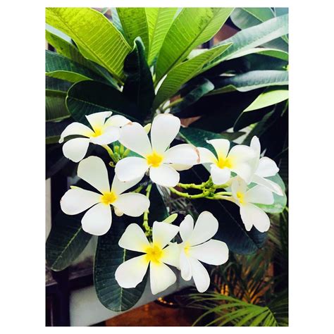 NAG CHAMPA - Nature Nursery - Central India's Biggest Nursery in Indore