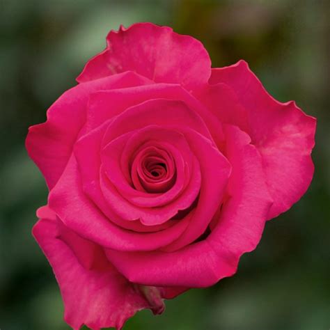 Barista Pink Rose Rosas del Corazón