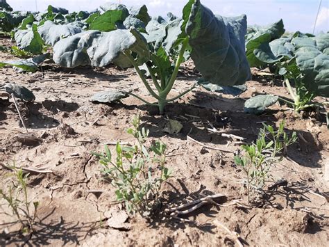 Control De Plagas En Brócoli Estudio Del Efecto De La Asociación De