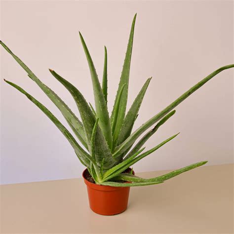 Aloe Vera 6 Pot Walmart