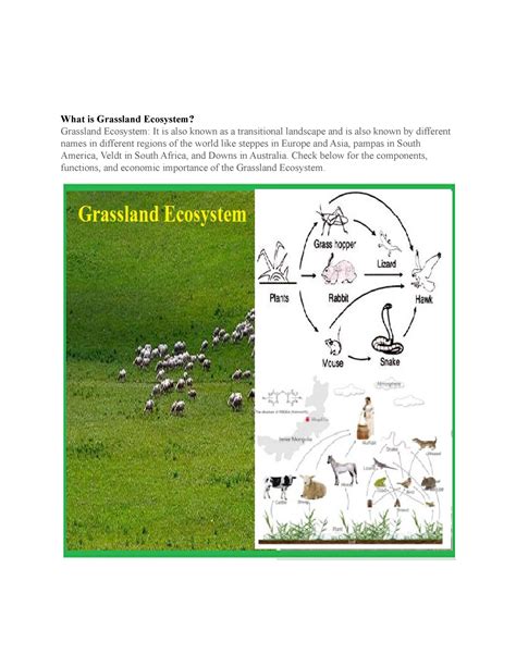 Grassland Ecosystem Assignment What Is Grassland Ecosystem