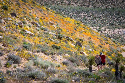 California Super Bloom Time And Space Nature Adventures