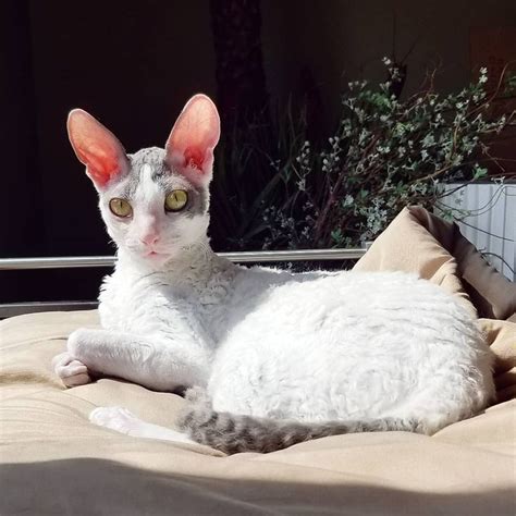 Cornish Rex Cat Rex Cat Cornish Rex Cat Pretty Cats