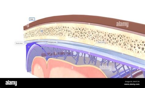 The Three Layers Of Meninges Are The Dura Mater Arachnoid Mater And