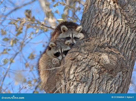 Ratons Laveurs Dans L Arbre New York Photo Stock Image Du Raccoon