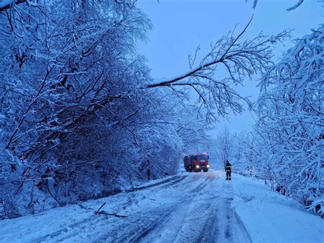 COD Galben de ninsori însemnate cantitativ în județul Arad