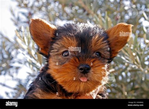 Wallpaper Yorkshire Terrier Hi Res Stock Photography And Images Alamy