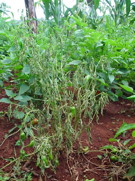 Bacterial Wilt Infonet Biovision Home