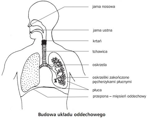 Anatomia Człowieka Po Angielsku