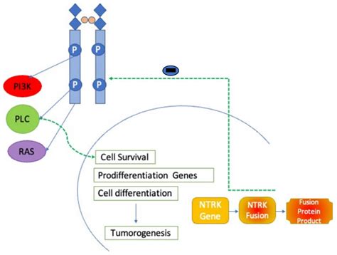 Ijms Free Full Text Ntrk Therapy Among Different Types Of Cancers