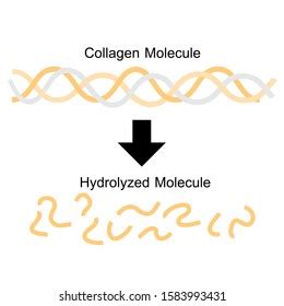 Hydrolysis Photos And Images Shutterstock