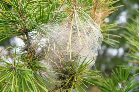 Pine Processionary Caterpillars In Spain Here S Everything You Need To