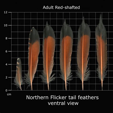 The Feather Atlas - Feather Identification and Scans | Feather ...