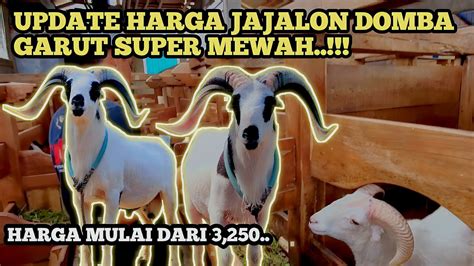 Update Harga Jajalon Domba Garut Super Mewah Di Kandang Bibilintik Farm